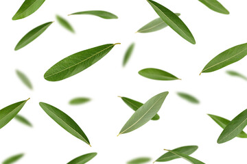Falling olives Leaf isolated on white background, selective focus