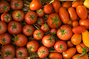 harvest of ripe tomatoes top view, organic vegetables, local vegetables, background red tomatoes