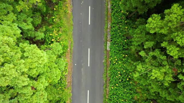 Dichter Urwald auf der bergigen Azoren-Insel Terceira &ndash; Drohnenaufnahme der sattgr&uuml;nen Natur