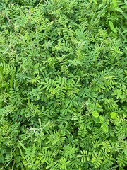 Close-up of Natural Green Plant . Green background