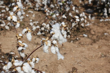 Summer plants and flowers in Israel close-up.