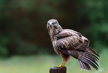 Common Buzzard (Buteo buteo) searching for food in the forest of Noord Brabant in the Netherlands.  
