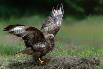 Common Buzzard (Buteo buteo) searching for food in the forest of Noord Brabant in the Netherlands.  