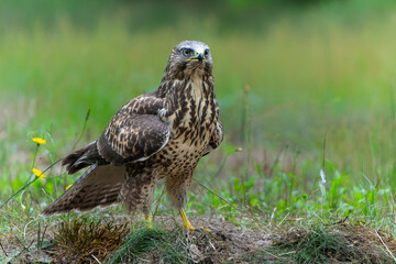 Common Buzzard (Buteo buteo) searching for food in the forest of Noord Brabant in the Netherlands.  