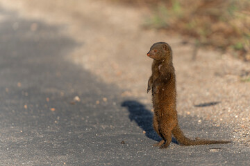 Common dwarf mongoose (Helogale parvula) searching for food in the Kruger National Park in South...