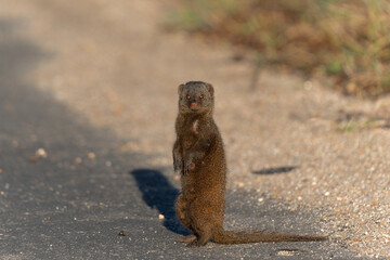 Common dwarf mongoose (Helogale parvula) searching for food in the Kruger National Park in South...