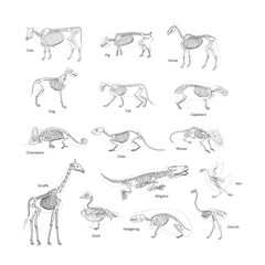 bone anatomy animal, cow, pig, Horse, otter, dog, cat, capybara, Chameleon, otter, Giraffe, hen, duck, Hedgehog, Ostrich, mouse