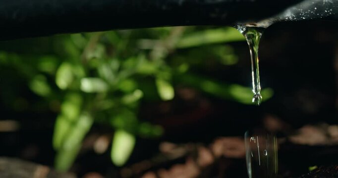 Close-up of a black irrigation pipe with a water droplet at the tip, set against a blurred green plant background.