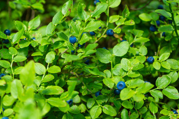  Blueberries harvest from the bushes in the Bavarian Forest Germany