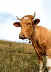 Cow with bell in the filed, looking into the distance,  pastoral view, medium shot