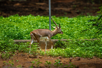 Beautiful deer in the Zoo. Picture clicked at Arignar Anna Zoological Park, Chennai, Tamil Nadu,...