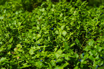 Obraz premium Blueberries harvest from the bushes in the Bavarian Forest Germany