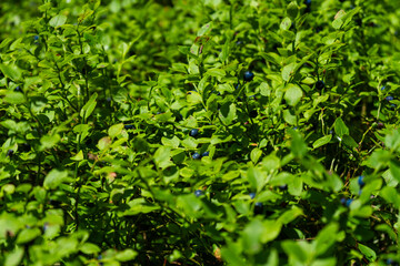  Blueberries harvest from the bushes in the Bavarian Forest Germany