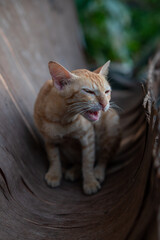 A cat is sitting on a wooden plank