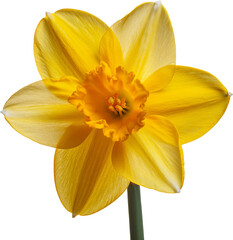 Fototapeta premium A vibrant yellow daffodil flower symbolizes spring and renewal, adding cheerfulness to any garden or floral arrangement.
