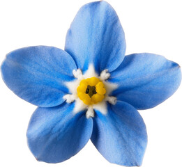 Beautiful blue flower with delicate petals and a bright yellow center, perfect for nature-themed designs and backgrounds.