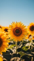 Vibrant sunflower field basking under a bright blue sky, golden blooms stretching towards the sun, creating a stunning display of nature's beauty and warmth.