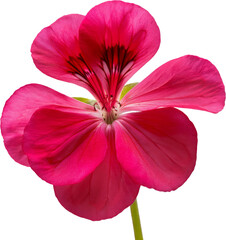 Vibrant pink flower with delicate petals, showcasing natural beauty and perfect for floral-themed designs and creative projects.