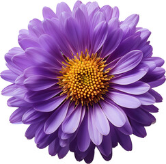Vibrant purple flower with delicate petals and a striking center, perfect for nature and beauty themed projects.