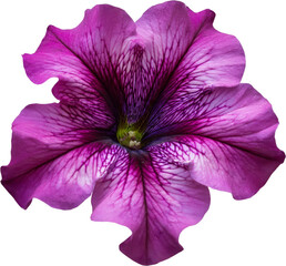 Vibrant purple petunia flower showcasing intricate details and delicate petals, perfect for nature and floral themes.