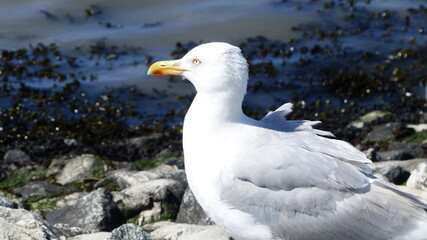 Möwe Closeup