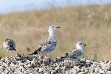 Herring Gull Larus argentatus in close view on Normandy coasts