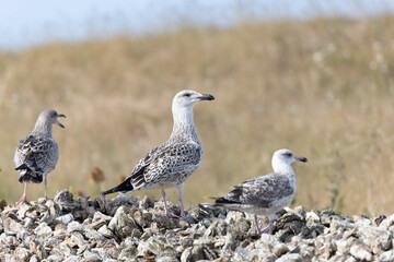 Herring Gull Larus argentatus in close view on Normandy coasts