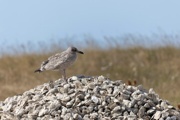 Herring Gull Larus argentatus in close view on Normandy coasts