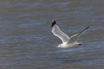 Herring Gull Larus argentatus in close view on Normandy coasts