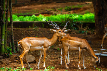 Deers family. Picture clicked at Arignar Anna Zoological Park