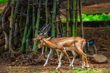 Pair of Deers in the Zoo. Picture clicked at Arignar Anna Zoological Park