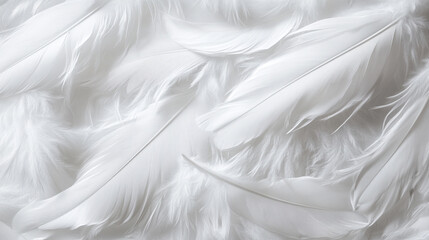 abstract white feather background 