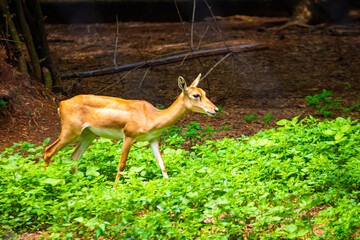 Beautiful deer in the Zoo. Picture clicked at Arignar Anna Zoological Park, chennai, Tamil Nadu, South India, India