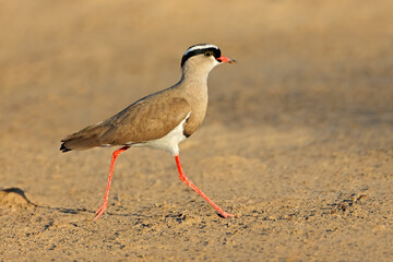A crowned plover (Vanellus coronatus) running in natural habitat, South Africa.