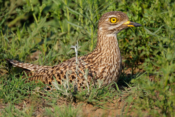 A spotted thick-knee (Burhinus capensis) sitting on its nest, South Africa.