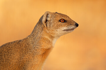 Portrait of a yellow mongoose (Cynictus penicillata), Kalahari desert, South Africa.