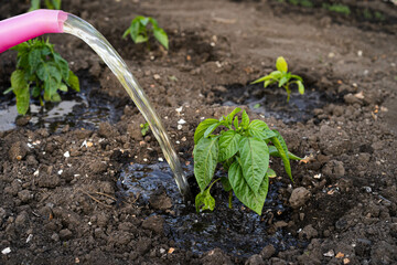 Planting pepper seedlings in the open ground, feeding and fertilizing peppers in the garden