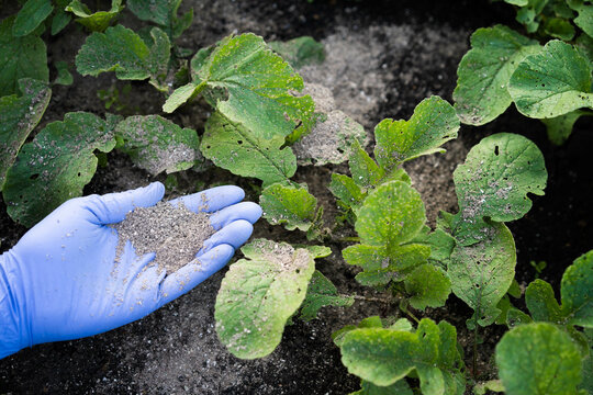 a woman's hand sprinkles ash on a radish sprout, crop protection from midges and fertilizer for the crop, ash for plants
