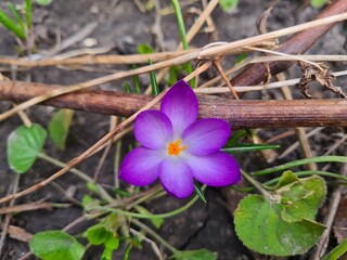 Crocus Flower in a Meadow: A Vibrant Springtime Bloom
