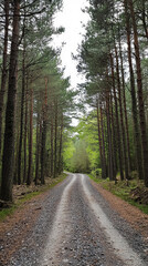 Fototapeta premium A winding gravel road disappears into a dense forest, inviting exploration and promising secrets hidden amongst the towering pines.