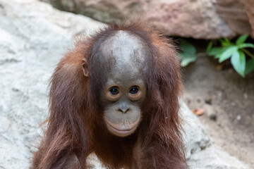 baby orangutan