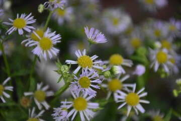 Erigeron Flower in a Meadow: A Delicate Natural Beauty
