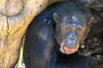 Monkey face