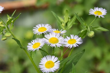 Erigeron Flower in a Meadow: A Delicate Natural Beauty
