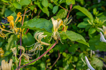 green and yellow flower