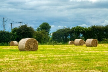 hay bales in the field