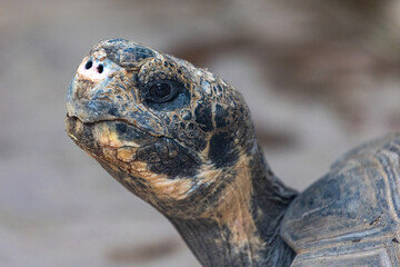 turtle face