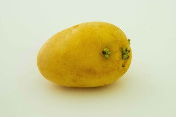 ジャガイモ　白背景