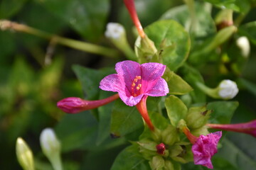 Mirabilis Flower in the Garden: A Vibrant Display of Color
