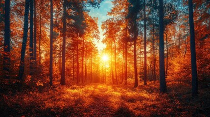 Sun shining through forest of tall trees with orange leaves in autumn